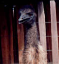 adult emu